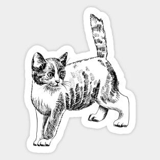 kitten Sticker